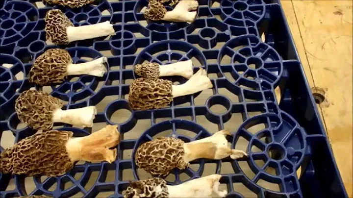 Preserve the Flavors: Sun-Drying and Storing Morel Mushrooms