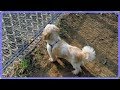【衝撃】ドッグランに置き去りにされた老犬の元飼い主から届いた謝罪文…【世界が感動！涙と感動エピソード】