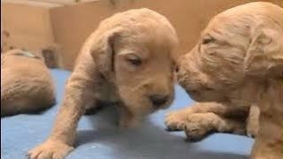 Cutest Two Week Old Newborn Baby Puppies Video | Cute Puppies
