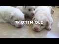 Japanese spitz puppies; First month of life..♥️🐶 の動画、YouTube動画。