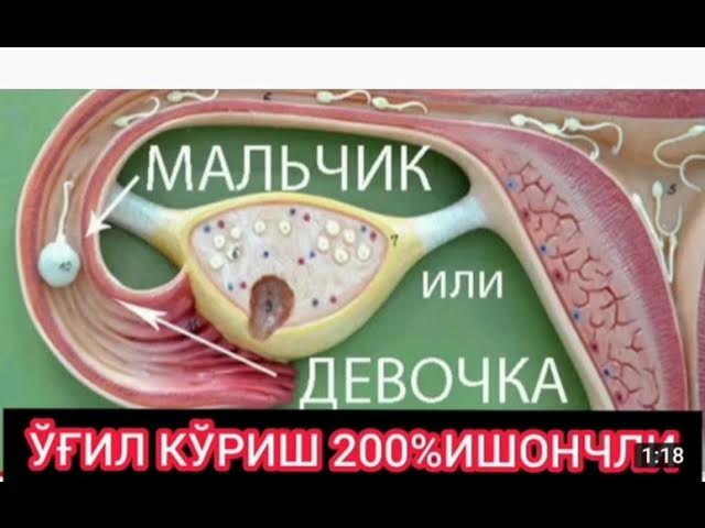 Bola dugonasining jinsiy azosini ogziga oldi Bola dugonasining jinsiy azosini ogziga oldi