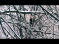 обледенение в Видном / Ice storm in Vidnoe