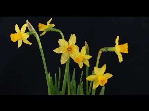 Narcissus Tête à Tête - Narzisse, Daffodil - YouTube