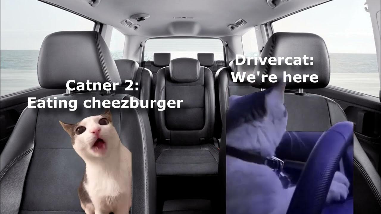 pov-the-cats-are-on-a-mission-catnips-11-episode-2-the-drive