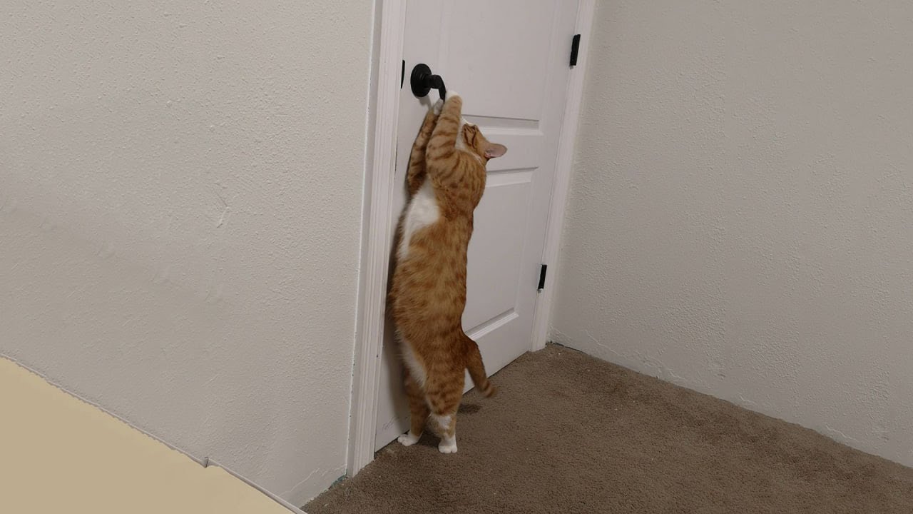 Try Not To Laugh 🤣 New Funny Cats Video 😹  Part 2