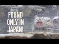 Wild Japanese Snow Monkeys Enjoying the Hot Springs @ Jigokudani, Nagano