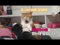 너는 고잔데 말입니다...(고양이 중성화수술 팁!)