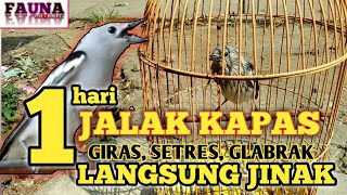 CARA CEPAT MENJINAKAN JALAK KAPAS