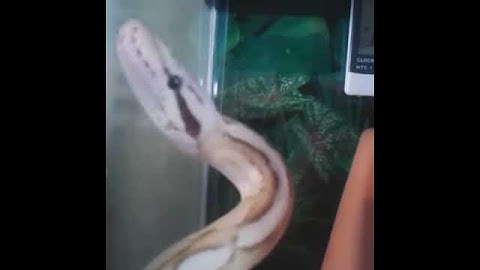 Vanilla Scream morph Ball Python