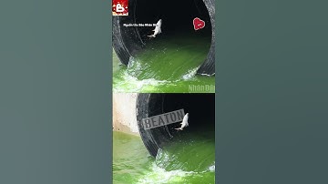 Chấn động! Cá rô phi tung tăng bơi lội ngay trên sông Tô Lịch – hình ảnh 100% thực tế!