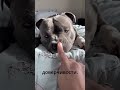 Иногда счастье - это просто мокрый нос 🐶