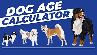 How Old Is Your Dog in Human Years  Not What You Thought