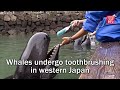 Whales undergo toothbrushing in western Japan