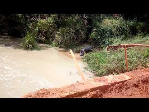 Viboko Wa Maeneo Ya Sitalike Mkoa Wa Katavi Moja Ya Vivutio Vya Utalii Mkoani Katavi