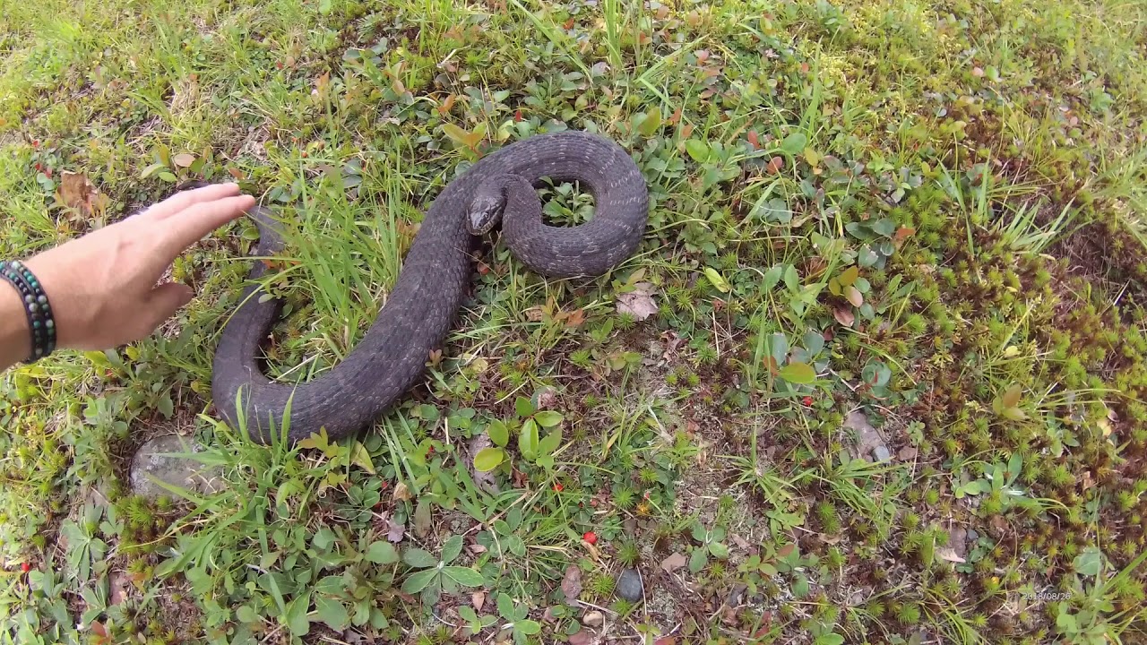water snakes crete Water Snake Love!!!