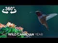 Surrounded by Hummingbirds - A 360 Video Experience | Wild Canadian Year