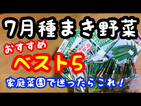 家庭菜園 何育てるか迷ったらこれ 7月に種まき野菜のおすすめベスト5 Youtube