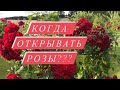 Когда нужно открывать розы после зимы❓ Подробно в видео ❗️ Как выглядят розы при разном укрытии ￼￼⁉️