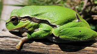 Ağaç kurbağası 🐸 Resimi