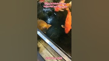 Hồ Cá Koi 2 Khối Nuôi Cá Trung Thật Đẹp - Beautiful koi pond.😊😊😊😊