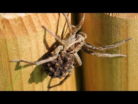 Wolf spider carrying offspring