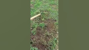 Super Weeding Tools Perfect For Gardening #satisfying #agriculture #short