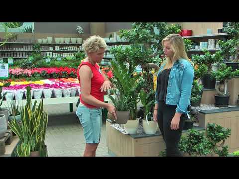 Video: Callisia-Korbpflanzen: Erfahren Sie mehr über den Anbau von Callisia-Pflanzen