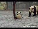 PANDA Baby playing with Mam, Run & Fall, Aihin