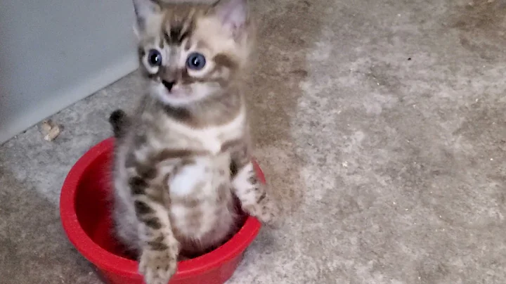 Watch the video about Baby Snow Mink Bengal Kitten Loves Sitting in His Bowl 🥣 So Cute❣ | Daily #Shorts