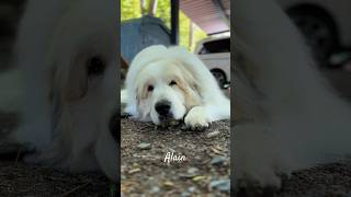 Alain アラン　#greatpyrenees #todaysrunrun #グレートピレニーズ　#今日のルンルン