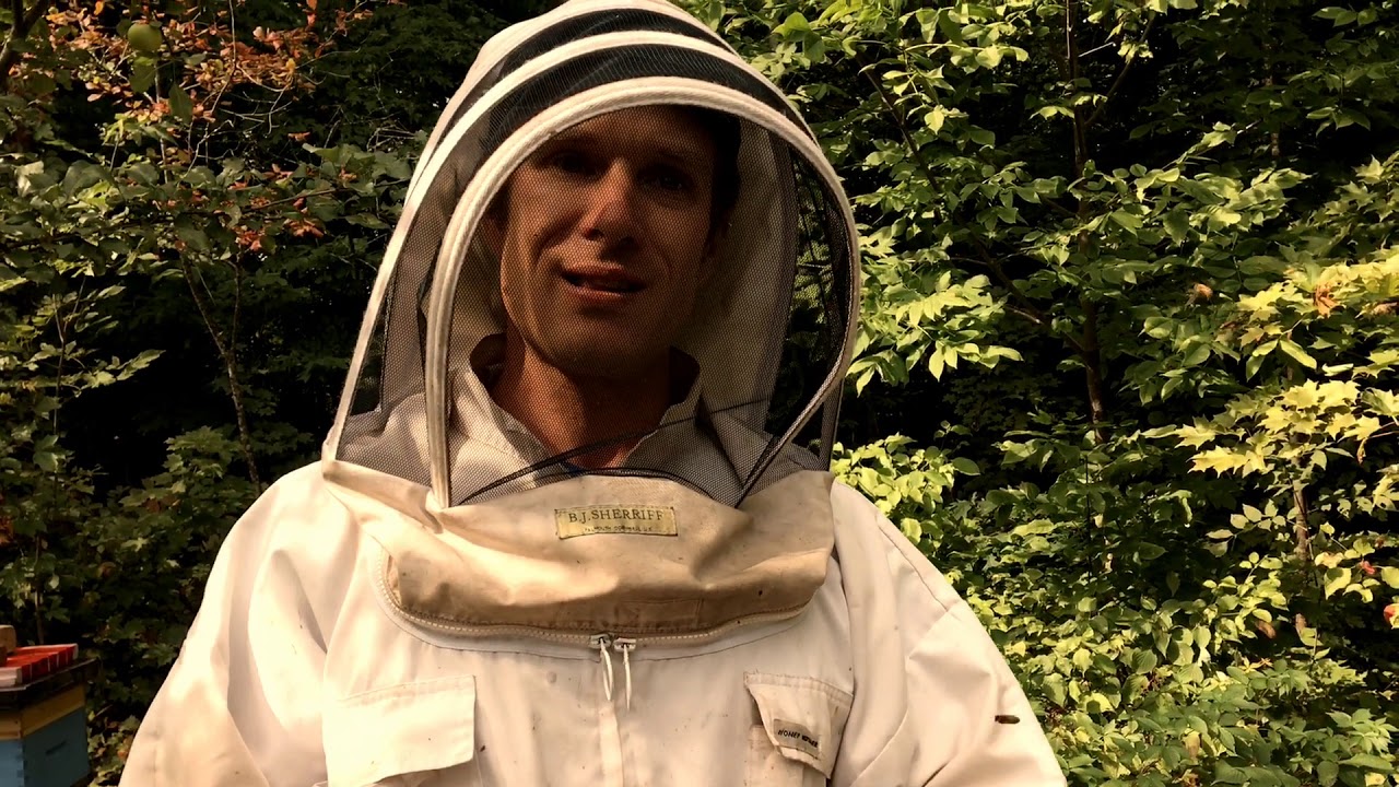 La piqûre d’abeille; comment réagir? YouTube