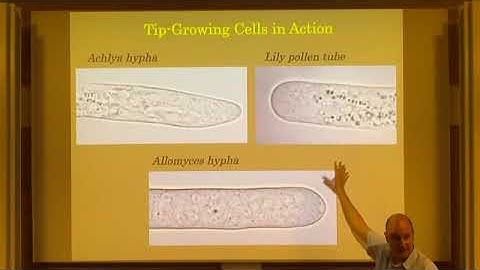 GFS | Prof. Jacques Dumais | Deconstructing Tip Growth Morphogenesis