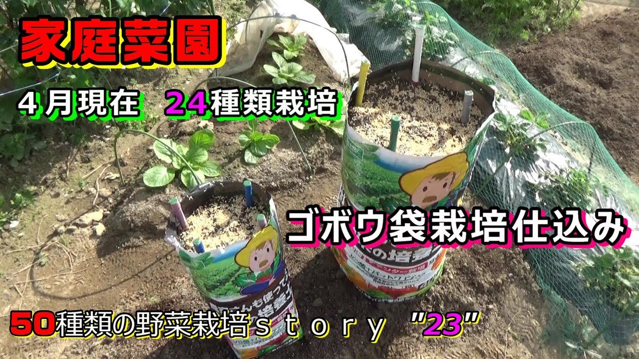 家庭菜園 ４月の野菜の様子 ゴボウ袋栽培仕込みました Youtube