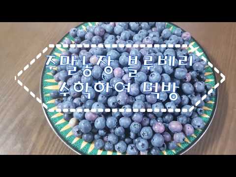 주말농장 블루베리 수확하여 먹방. 주말농장 블루베리. Blueberry Harvest and Eat