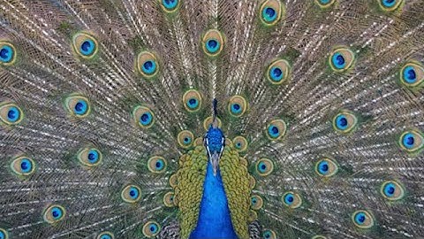 Welcome to Class: Animal Behavior