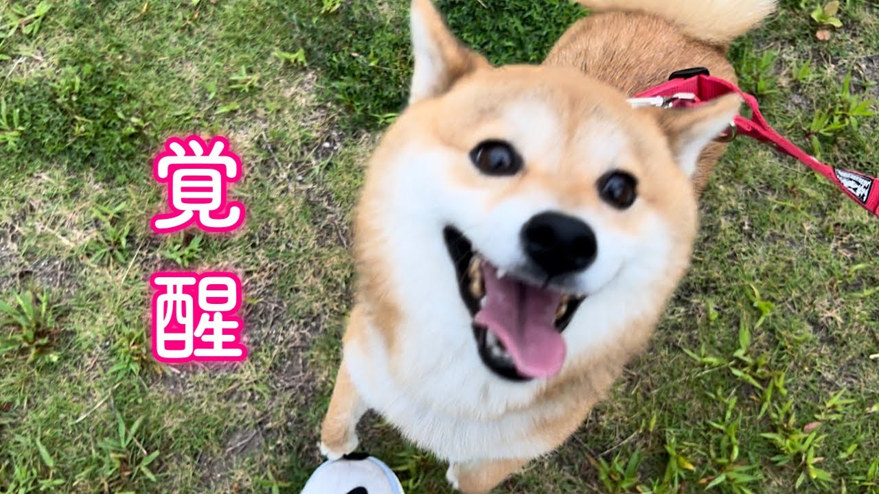 将来心配だった愛犬の運動不足解消に秘密兵器を導入しました