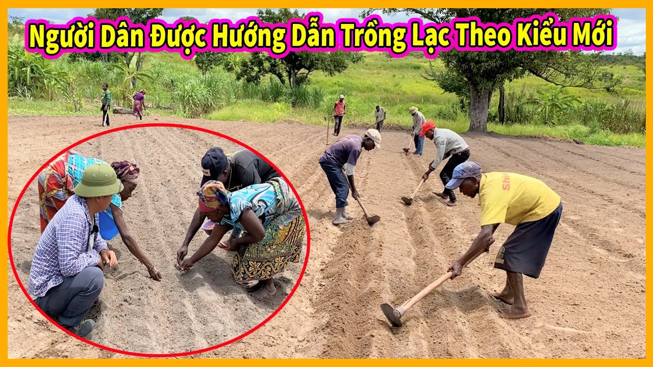 Bản Ahanga Tập 7 || Hướng Dẫn Người Dân Trồng Lạc Theo Kiểu Mới - YouTube