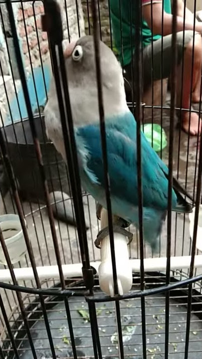 Virall!!! Lovebird Cobalt fighter'LEVY'  SUKOHARJO