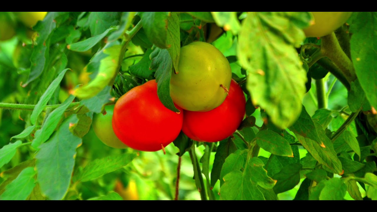 DR Y S R  HORTICULTURE UNIVERSITY VIDEO