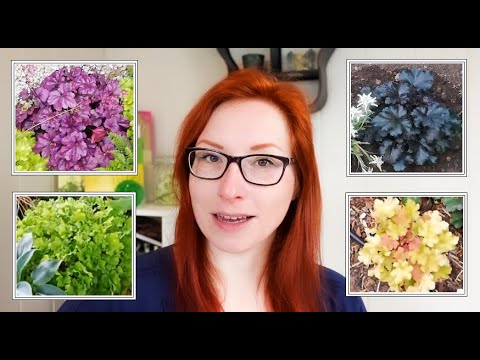 Video: Pflege von Heucherella - Tipps zum Anbau von Heucherella im Garten