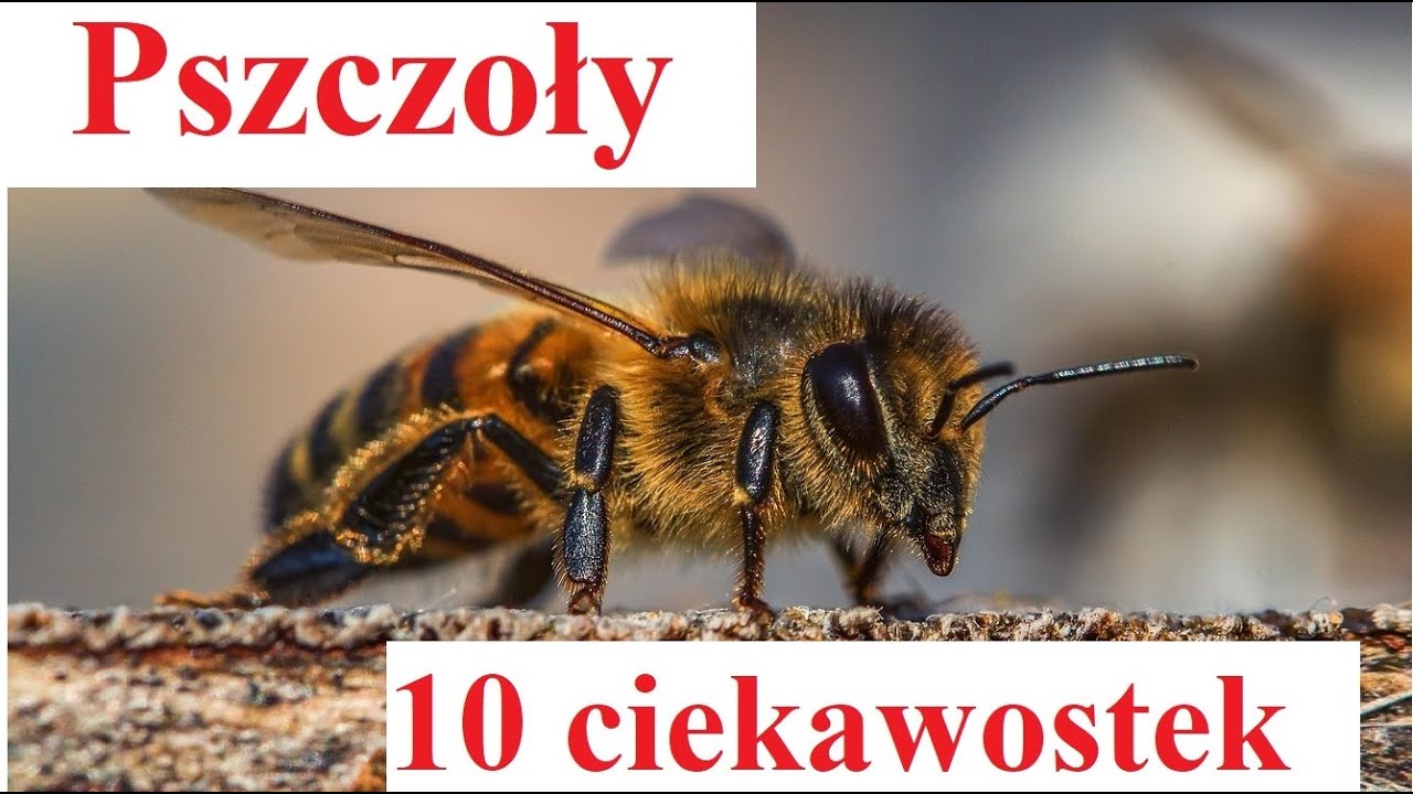 Pszczoły - 10 ciekawostek