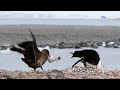 Skua steals a penguin chick off the nest