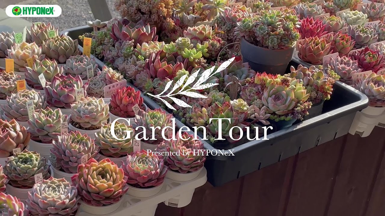🕊Garden Tour🕊81：北海道の長い冬を、人間も多肉植物も快適に