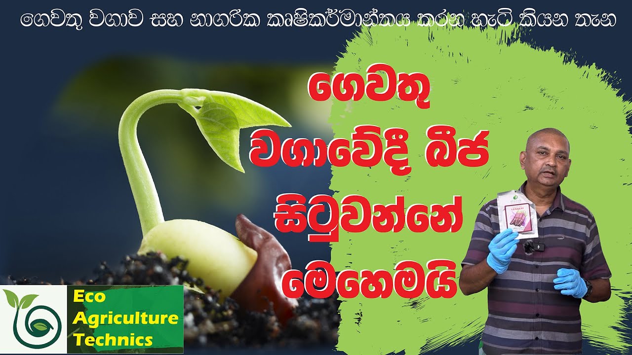 EP 10#ගෙවතු වගාවේදී බීජ සිටුවන්නේ මෙහෙමයි...