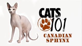 Канадский сфинкс - Canadian sphynx