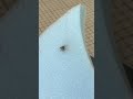 スタイロをカッターナイフで切って、武器の刃のエッジをつける作り方　#diy #造形#cosplay #工作 #カッター