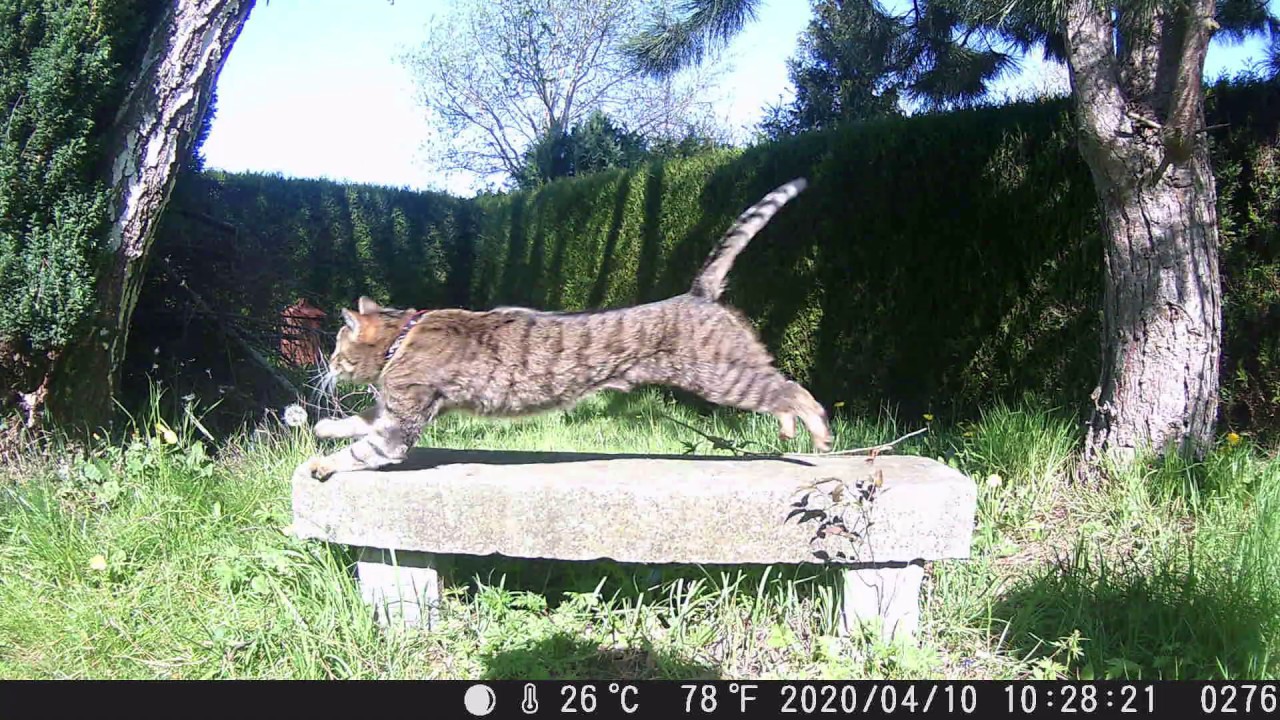 Chat et écureuil Cat chasing a squirrel YouTube