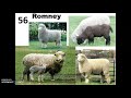 Sheep Breeds 52-61