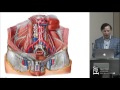 Anatomy of the Lumbar Plexus