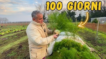 Questi FINOCCHI hanno 100 GIORNI!